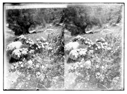 Trees and shrubs. Wild rose in blossom. (Rosa dumetorum Thuill.). LOC matpc.02470