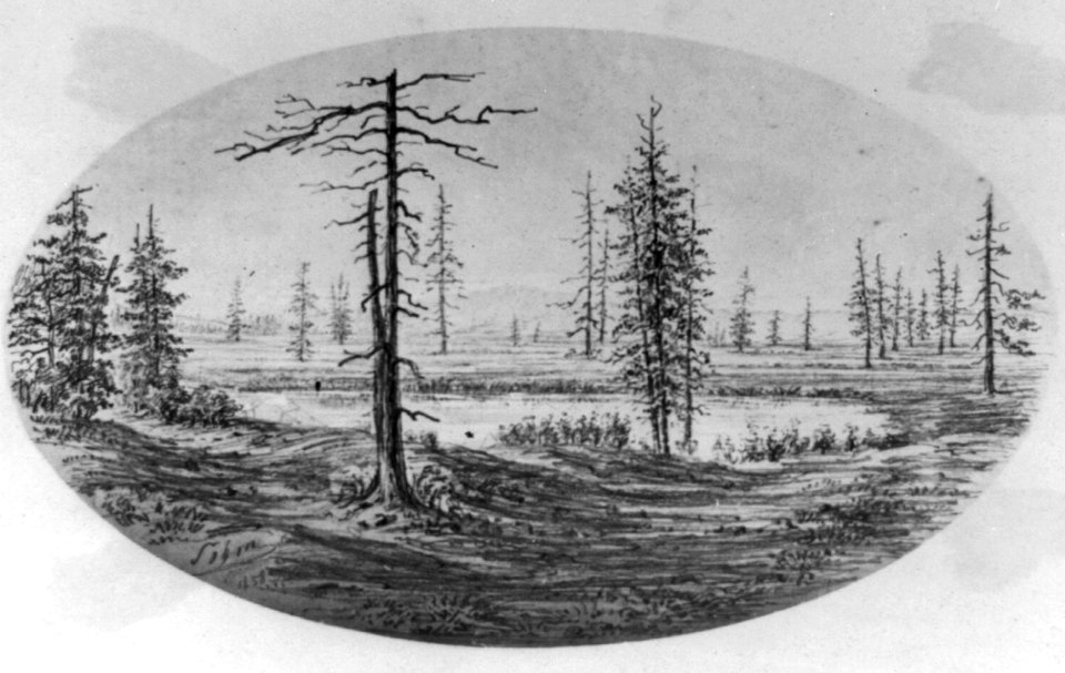 Trees near with a lake LCCN2009631354