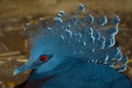 Blue pigeon tropical