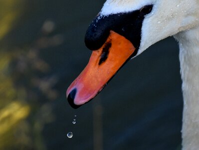 Animal schwimmvogel pride photo