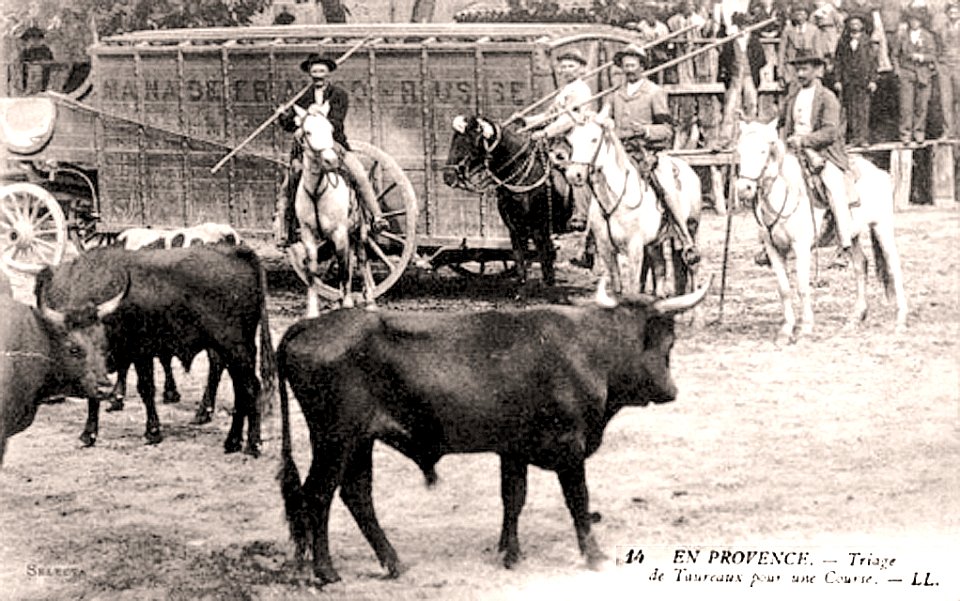 Triage des taureaux