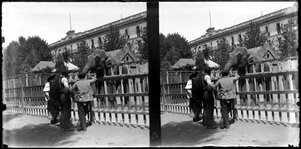 Tres homes davant de la gàbia d'un elefant al zoo de Barcelona , al fons alguns edificis
