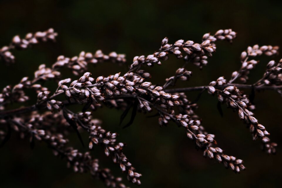 Flower tree leaf