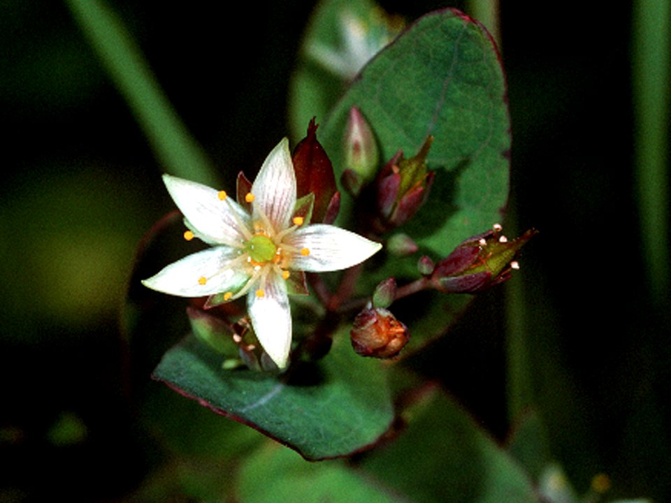 Triadenum virginicum NRCS-2