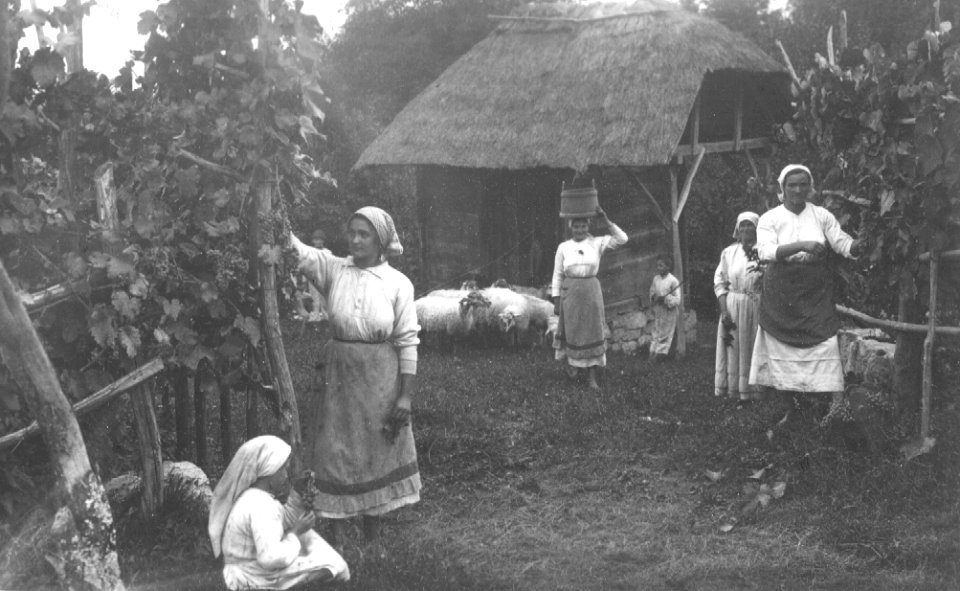 Trgatev v Mali Pleševici 1928