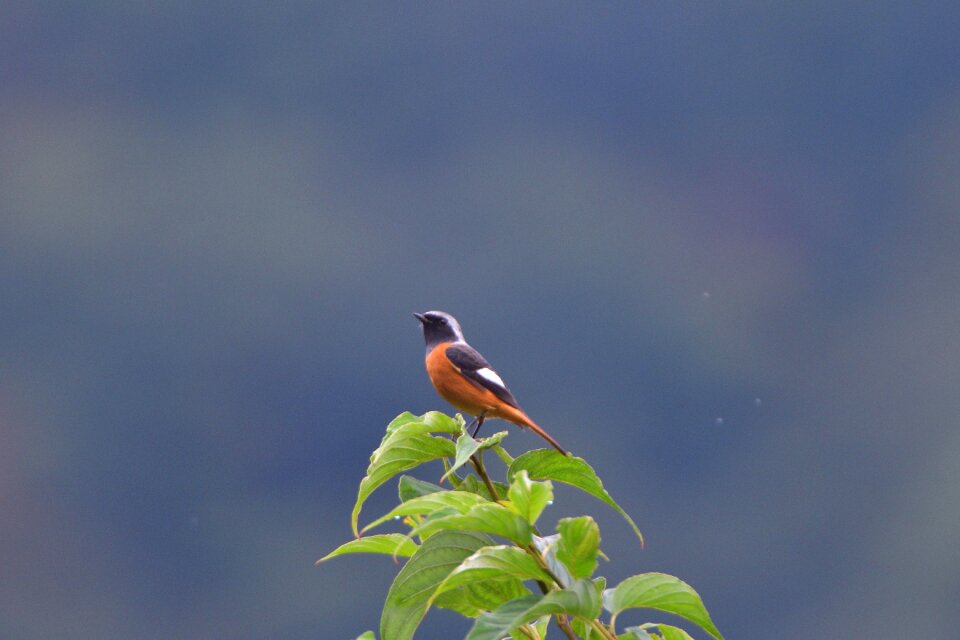 Wild animals bird a key