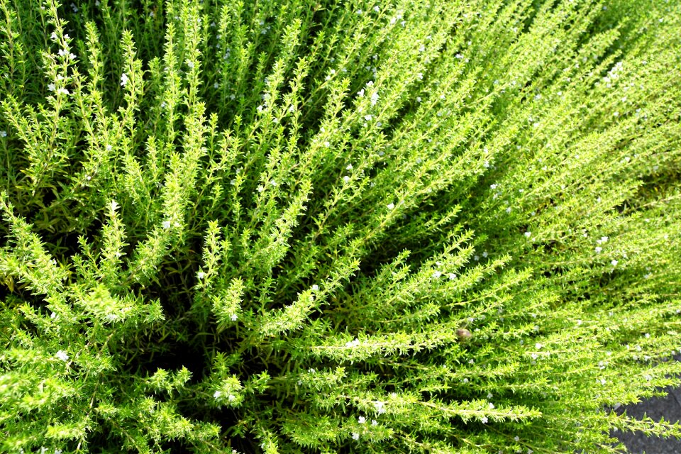Growth summer environment