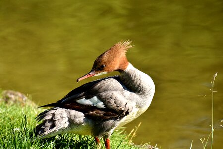 Duck males drake photo