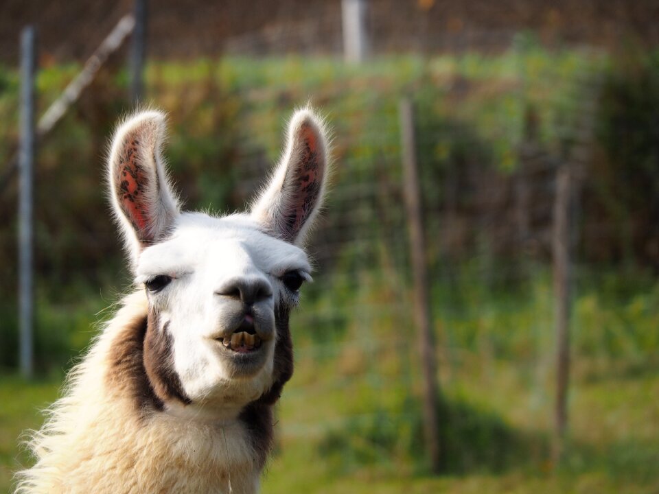 Animal attention lama head