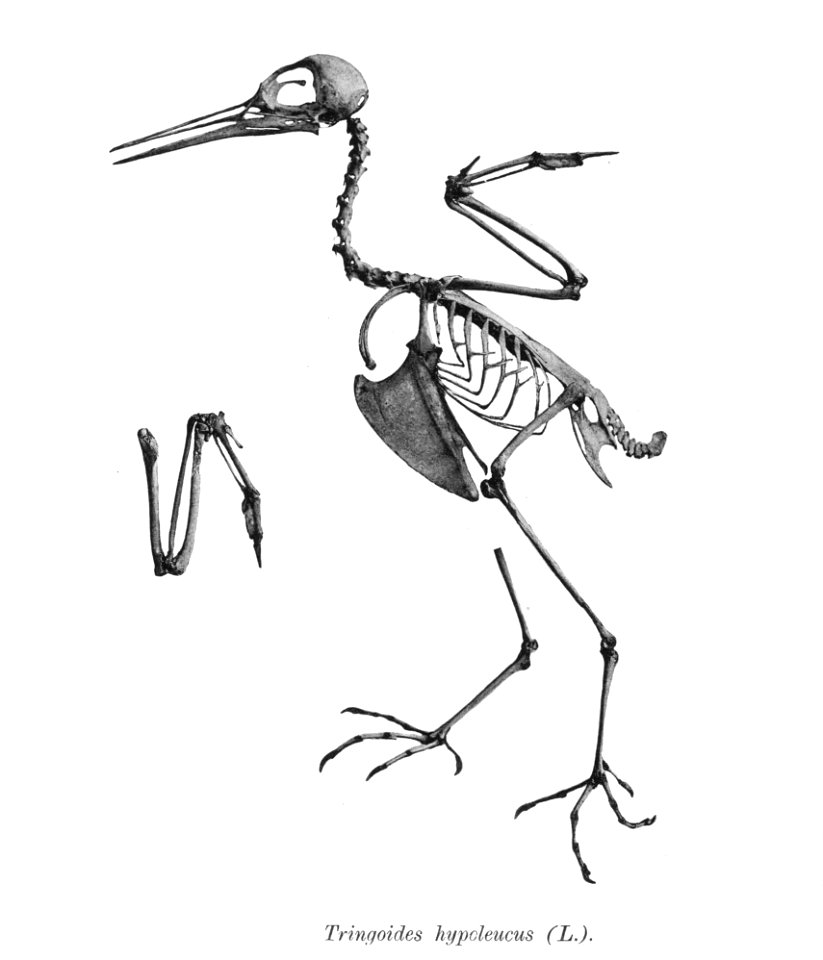 Tringa hypoleucus 162