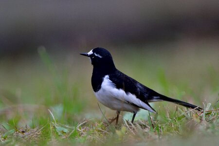 Outdoors animal japanese wagtail