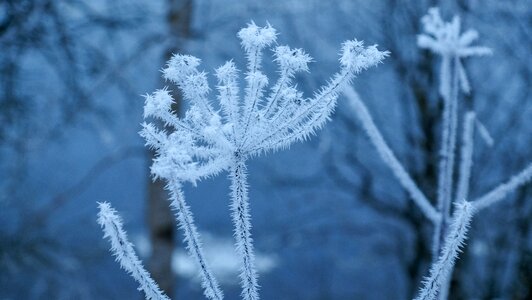Frozen season frosty