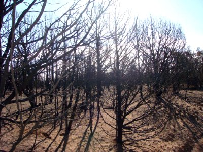 Trigo-fire-aftermath-USFS