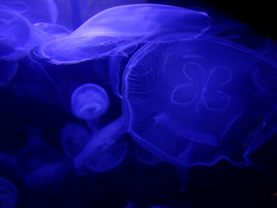 Jellyfish sea ocean