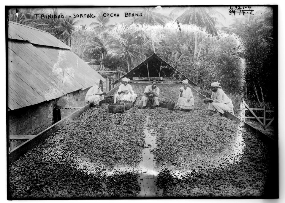 Trinidad - sorting cocoa beans LCCN2014718023