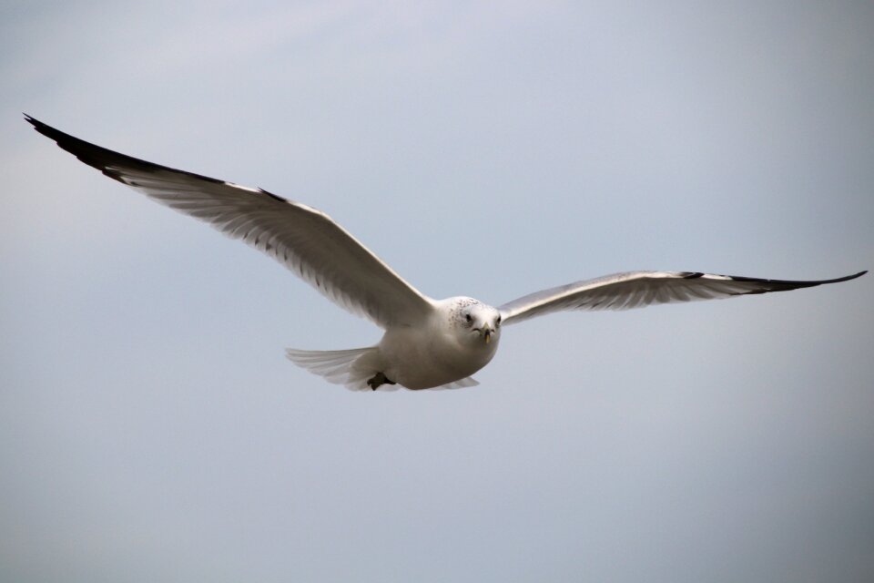 Seagulls flight myrtle beach