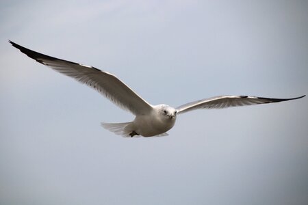 Seagulls flight myrtle beach photo
