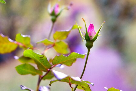 Bloom nature flower