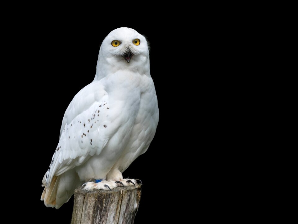 Owl animal yellow eyes