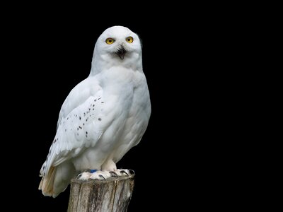 Owl animal yellow eyes