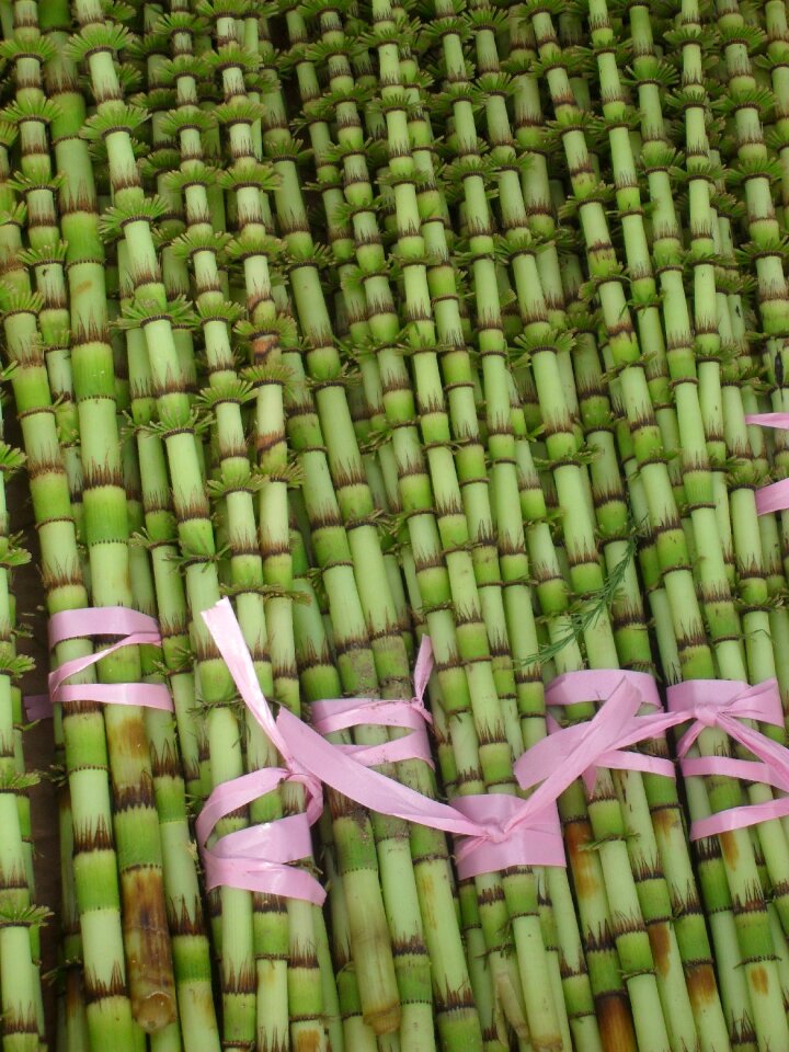 Bamboo green plant