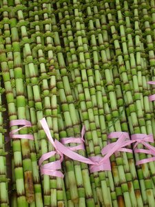 Bamboo green plant