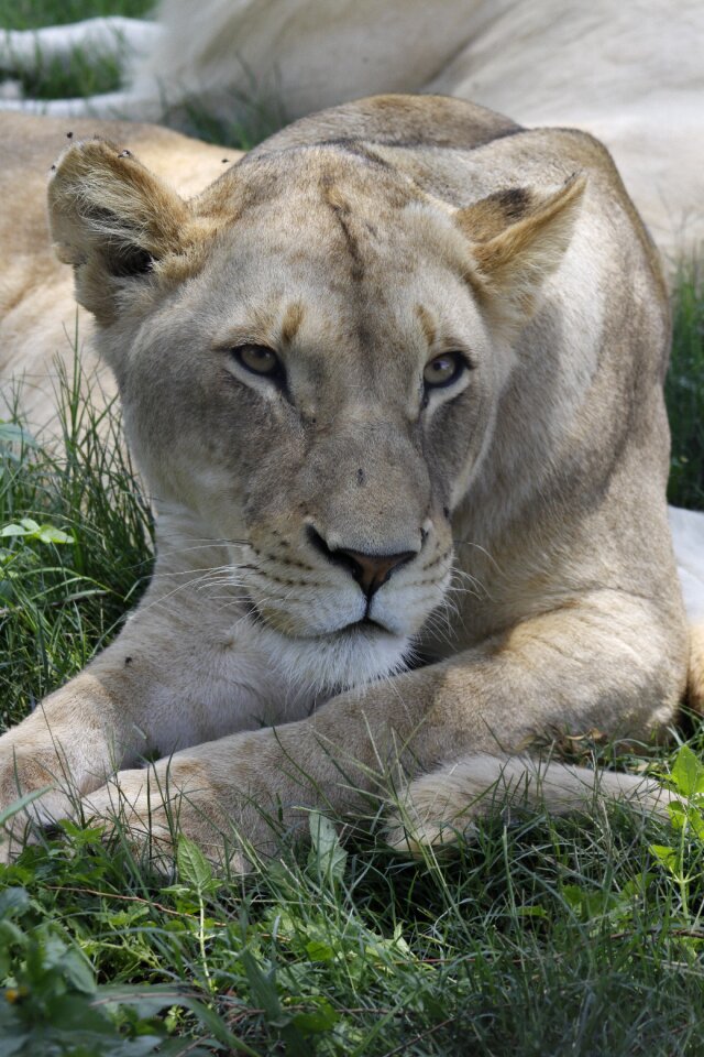 Animal carnivores cat