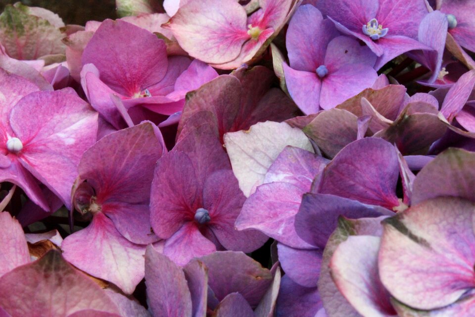 Nature floral spring