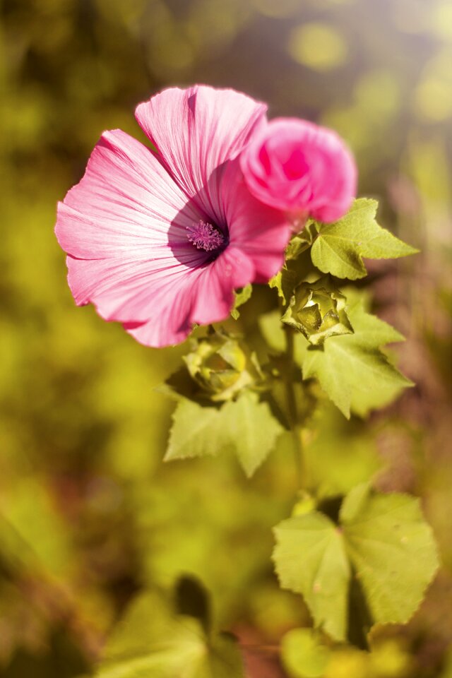Sheet petal summer