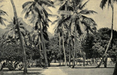 Tropical Vegetation, Avarua, Rarotonga, by G. R. Crummer