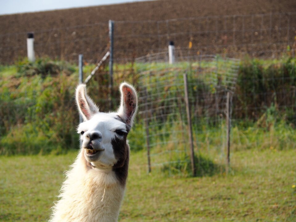 Animal attention lama head