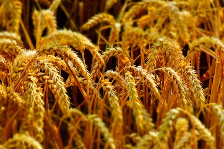 Spike cereals grain