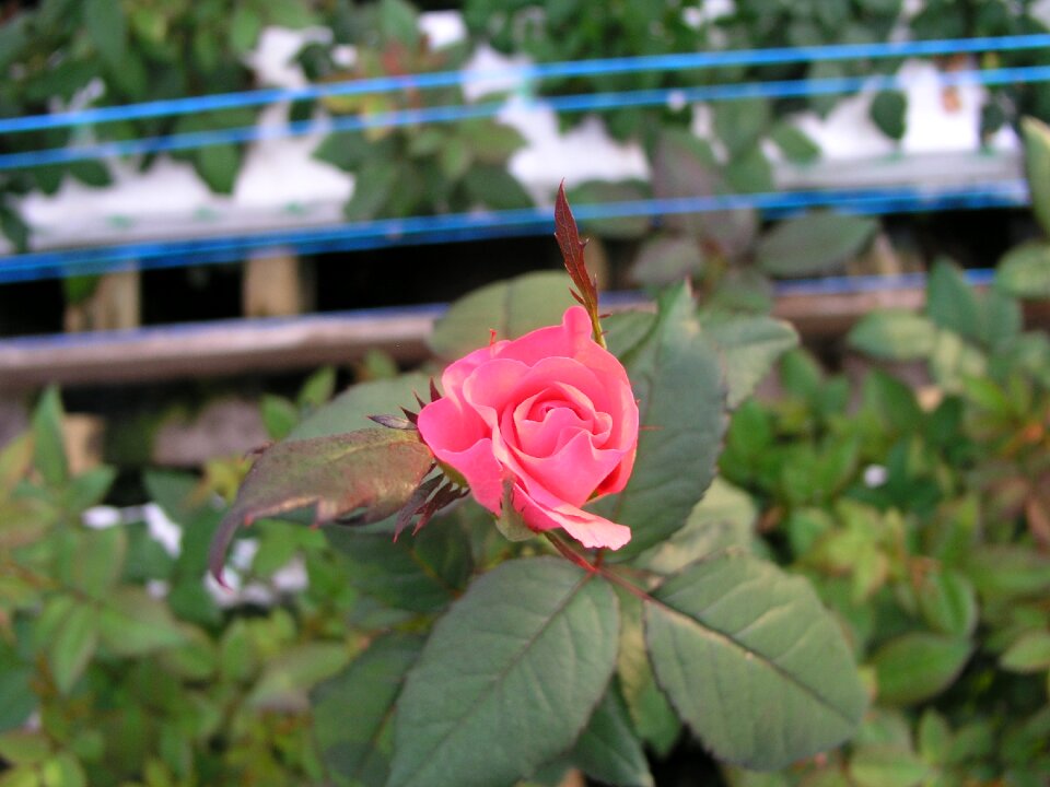 Bloom blossom plant