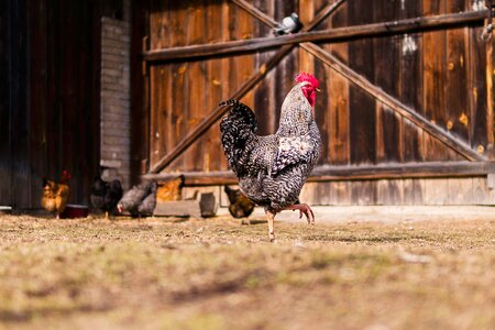 Grass poultry farm