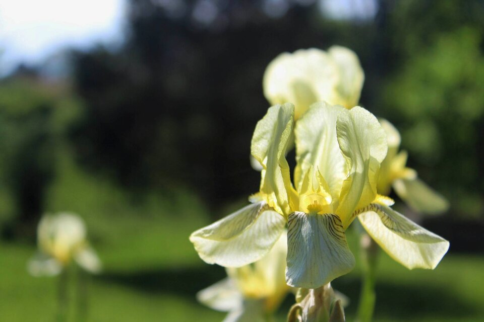 Plant flower flora
