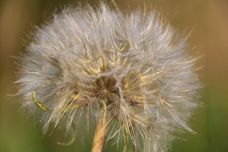 Summer flower dandelion