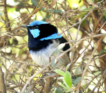 Wildlife nature australian