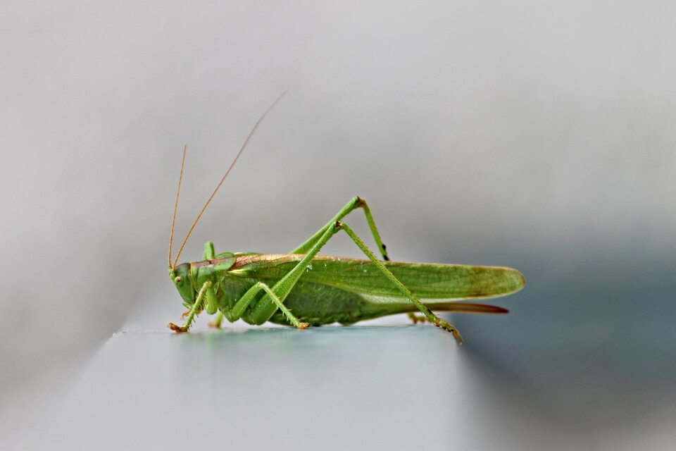 Insect grasshopper close up photo