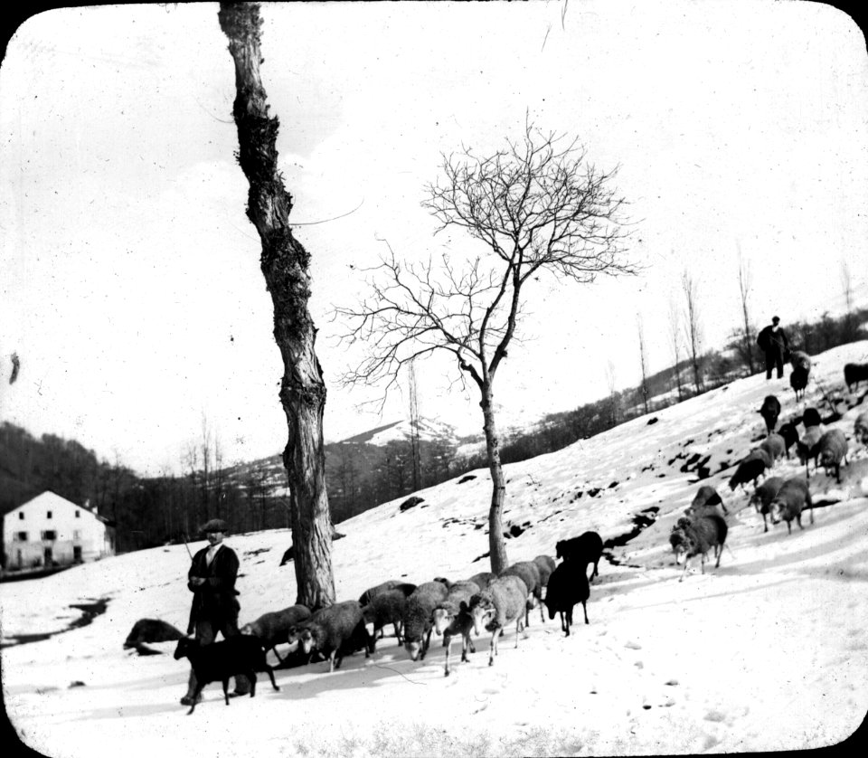 Troupeau de brebis en hiver, environs de Luchon