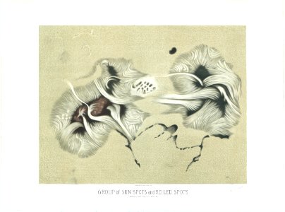 Trouvelot - Group of Sun Spots and Veiled Spots