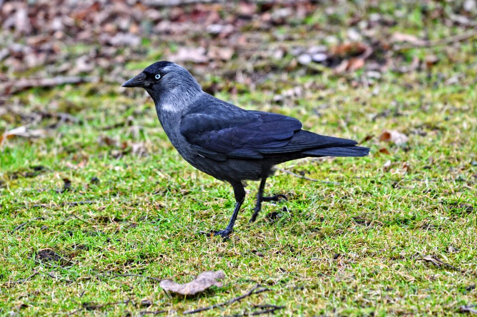 Fauna coloeus monedula corvus