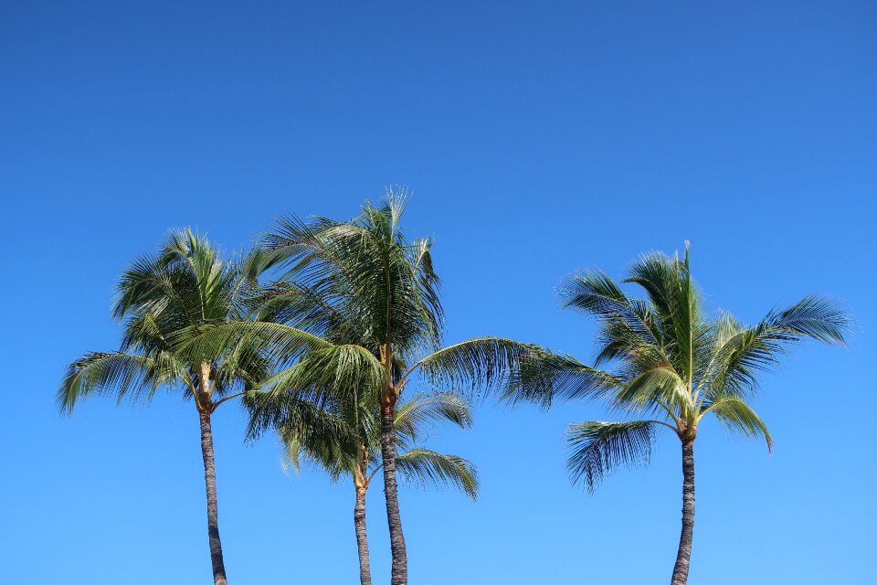 Beach tropical hawaii