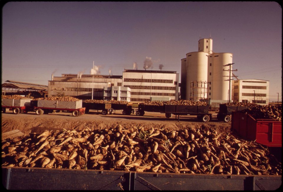 Truck-loads-of-sugar-beets-will-be-processed-at-the-holly-sugar-corporation-plant-near-brawley-in-the-imperial-valley-may-1972 7006478824 o