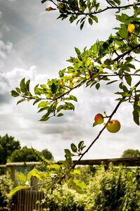 Fruit apple plant