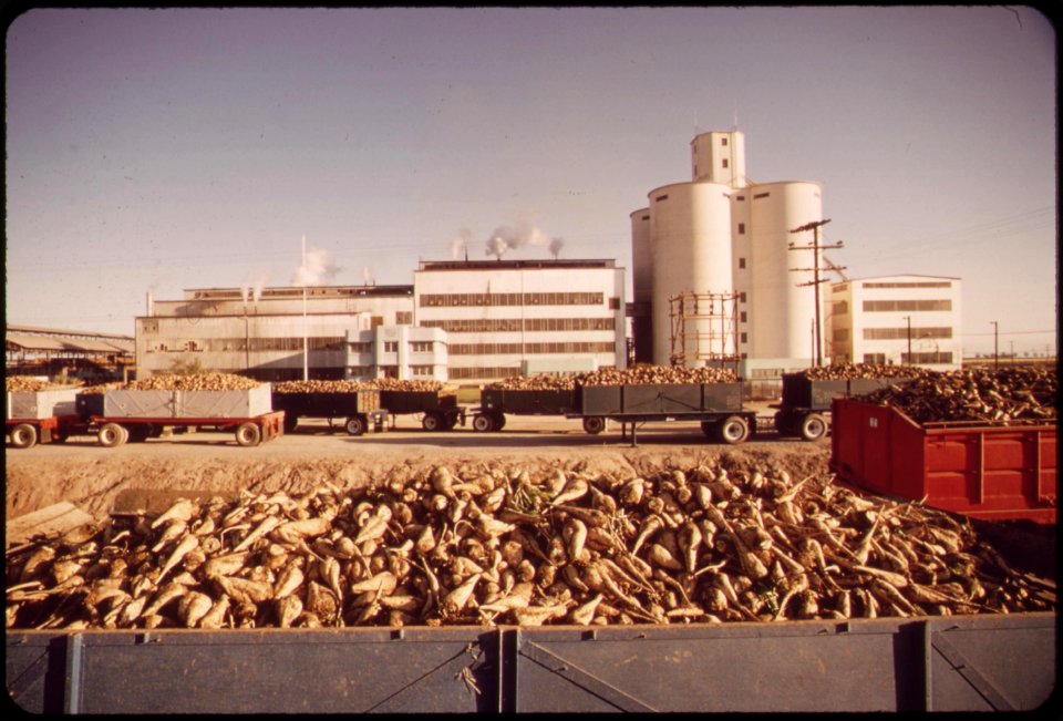 Truckloads-of-sugar-beets-will-be-processed-at-the-holly-sugar-corporation-plant-near-brawley-in-the-imperial-valley-may-1972 7136576355 o