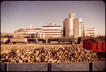 Truckloads-of-sugar-beets-will-be-processed-at-the-holly-sugar-corporation-plant-near-brawley-in-the-imperial-valley-may-1972 7136576355 o