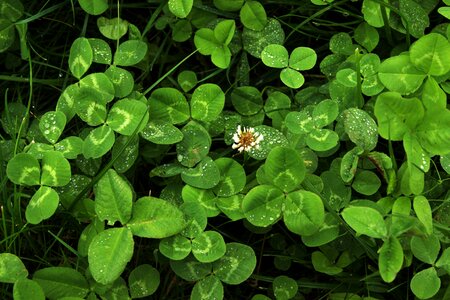 Grass leaves garden