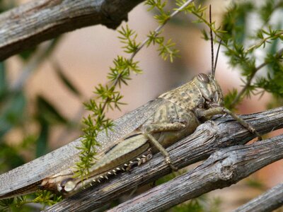 Orthopteron nature tree