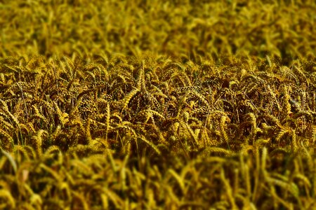 Spike cereals grain