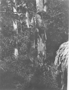 Träd med upphängda sapi oetan-skallar. Danau Moat, Kabupaten Bolaang Mongondow, Sulawesi - SMVK - 010676